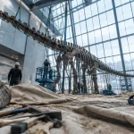 Un sauropode découvert aux États-Unis rejoindra le Muséum de Nantes en 2029