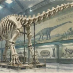 Un sauropode de 12 mètres rejoindra le Muséum de Nantes à sa réouverture