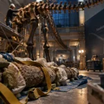 Un squelette de sauropode rejoindra le Muséum de Nantes en 2029